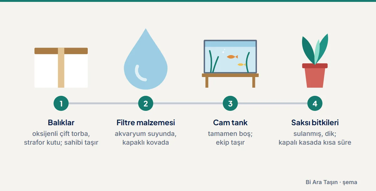Şema: Balıklar: oksijenli çift torba, strafor kutu; sahibi taşır; Filtre malzemesi: akvaryum suyunda, kapaklı kovada; Cam tank: tamamen boş; ekip taşır; Saksı bitkileri: sulanmış, dik; kapalı kasada kısa süre